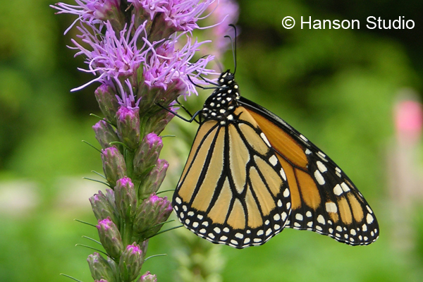 Monarch on Gayfeather